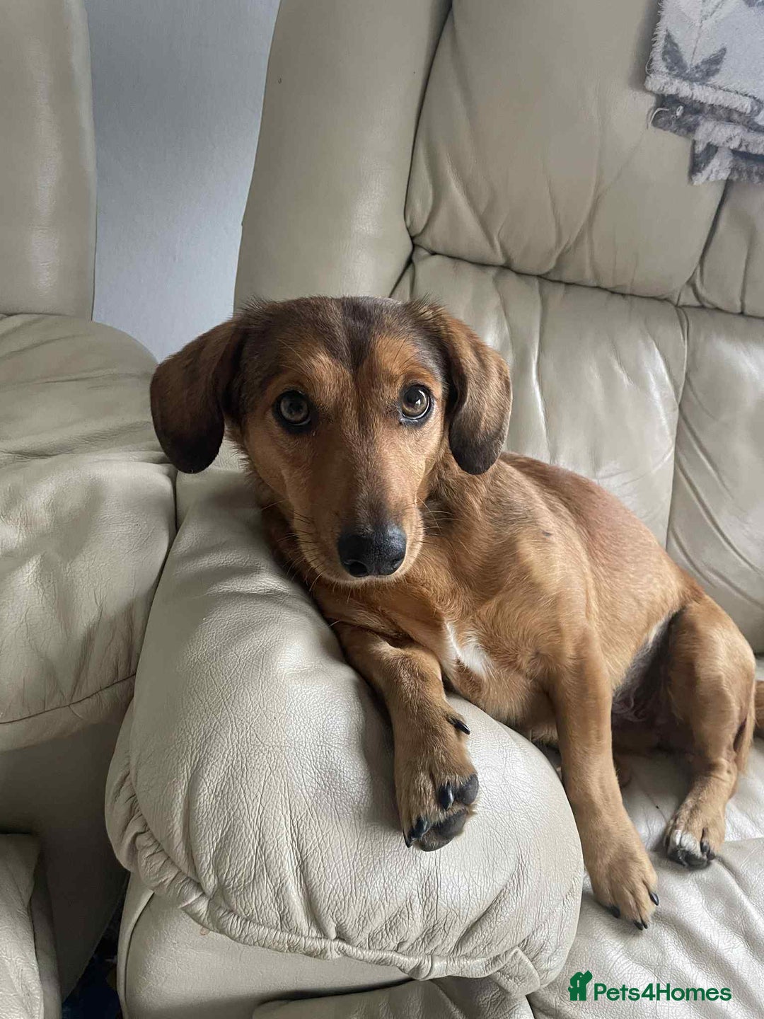 Dachshund dogs for adoption: Sweet Jessica Looking for a family  - Image 5