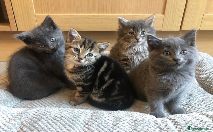 Mixed Breed cats - Advert 1
