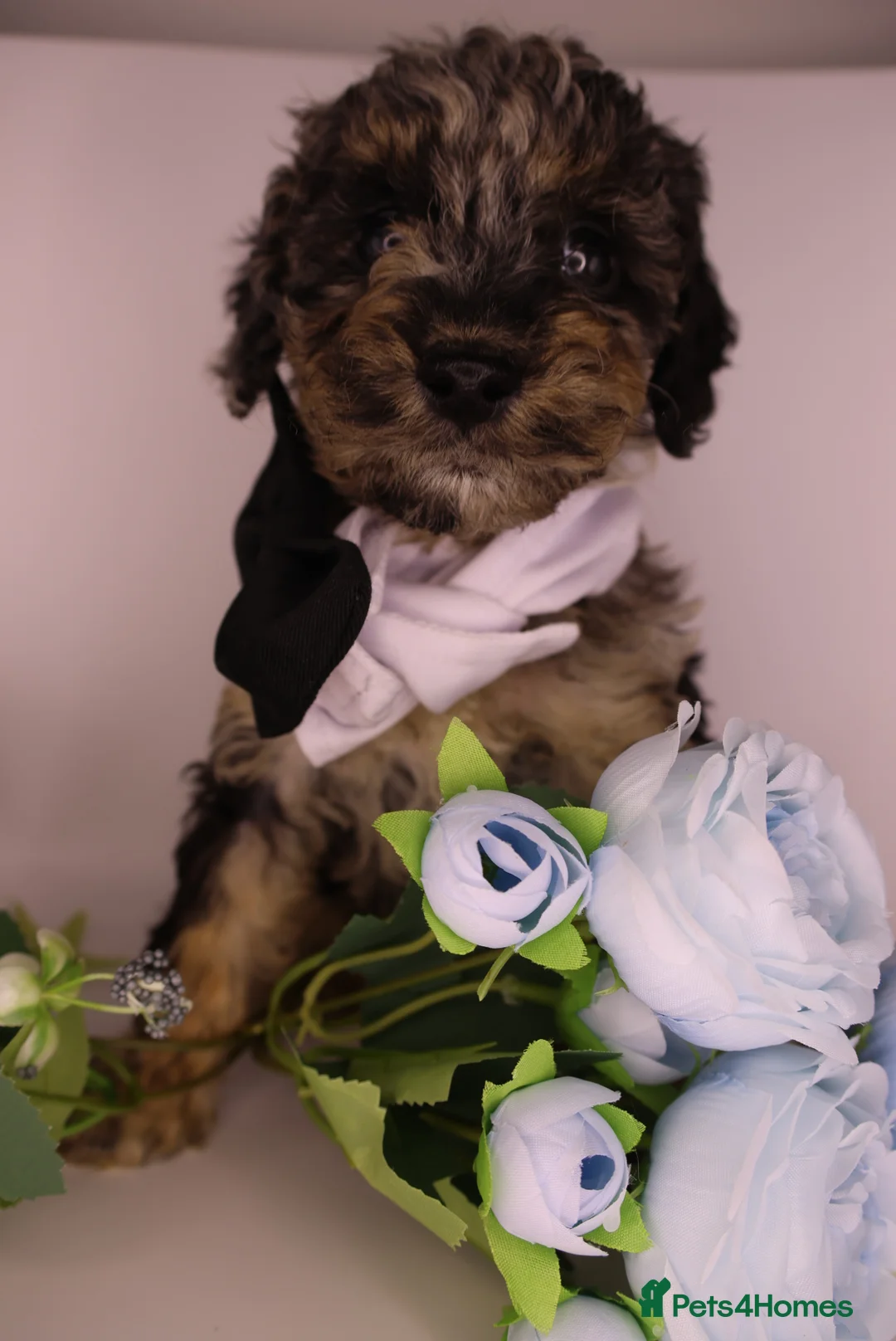 Cockapoo dogs for sale: Cute Miniature Cockapoo Babies - Advert 11