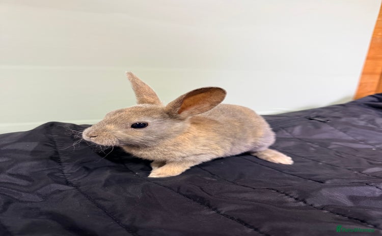 Rex rabbits - Advert 5