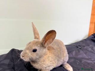 Rex rabbits - Advert 4