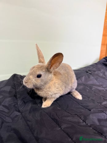 Rex rabbits - Advert 5