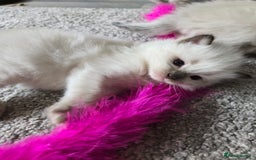 Ragdoll cats for sale: 4 Stunning Ragdolls (ready in August) in Bristol - Image 13