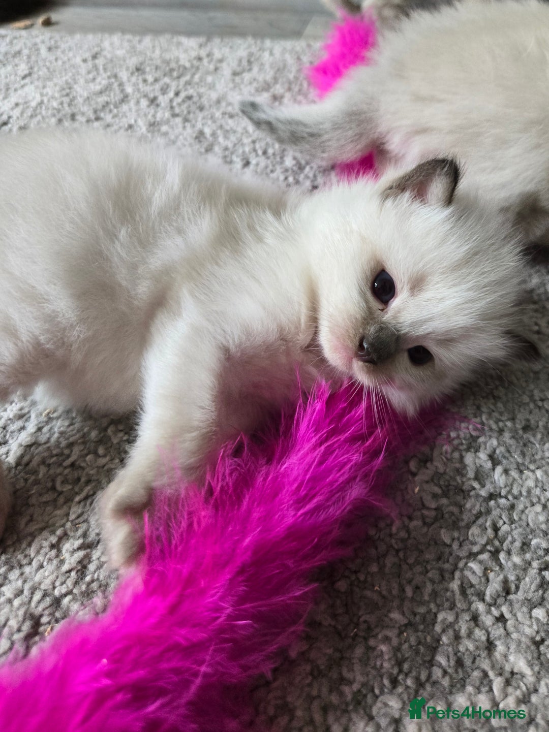 Ragdoll cats for sale: 4 Stunning Ragdolls (ready in August) in Bristol - Image 13
