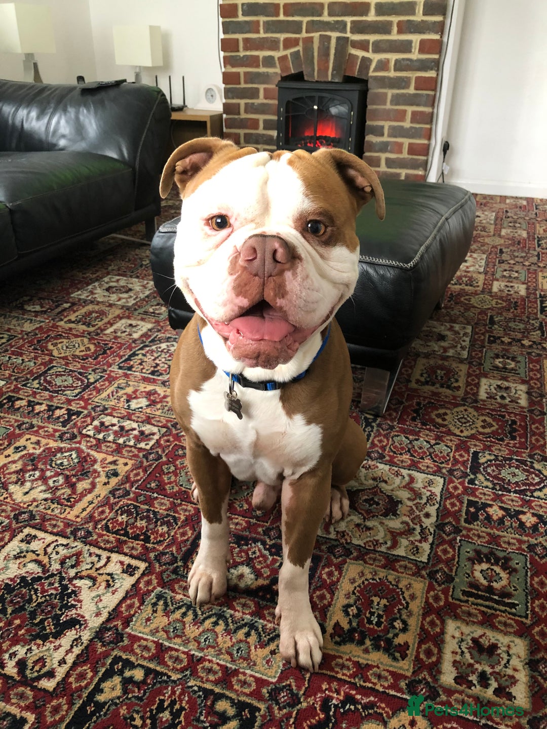Old Tyme Bulldog dogs for sale: Monty - 7 years old MALE - Image 3