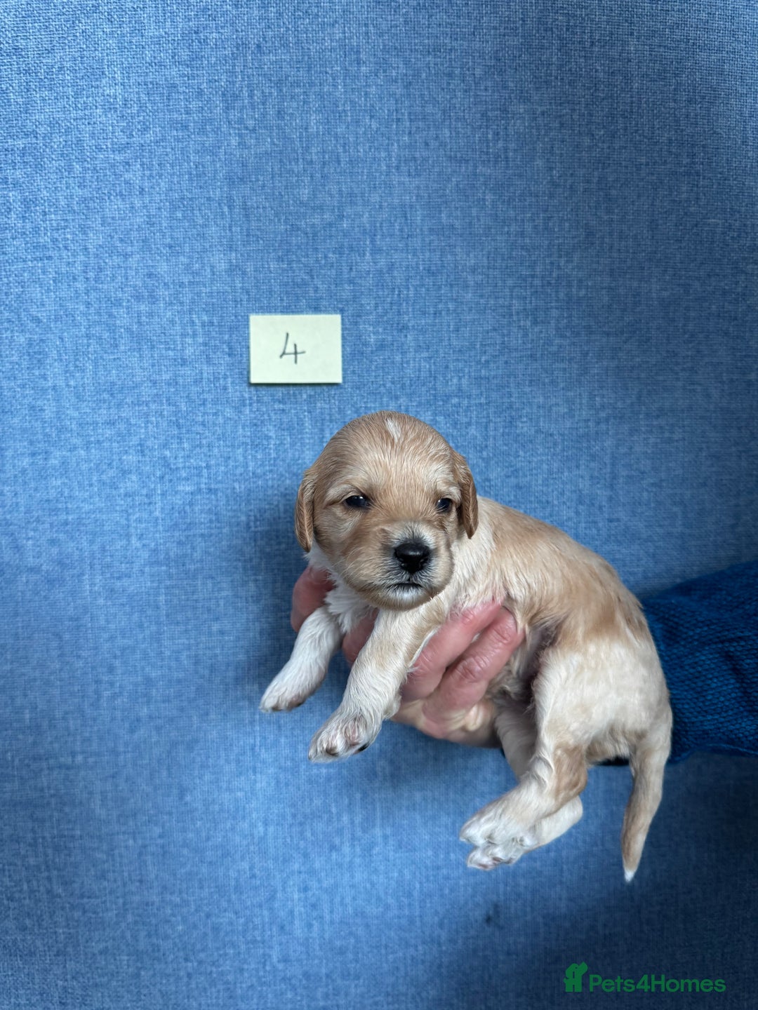 Cavachon dogs for sale: Cavapoochon puppies for sale - Advert 12