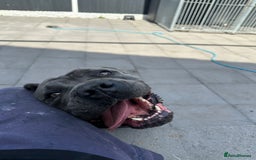 Cane Corso dogs for sale: Cane corso female  - Image 5