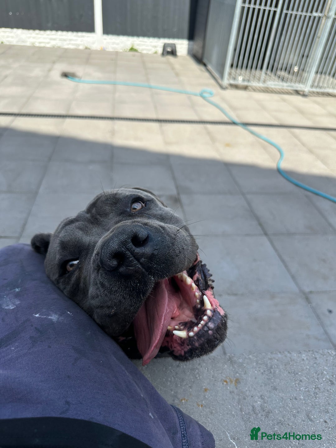 Cane Corso dogs for sale: Cane corso female  - Image 5