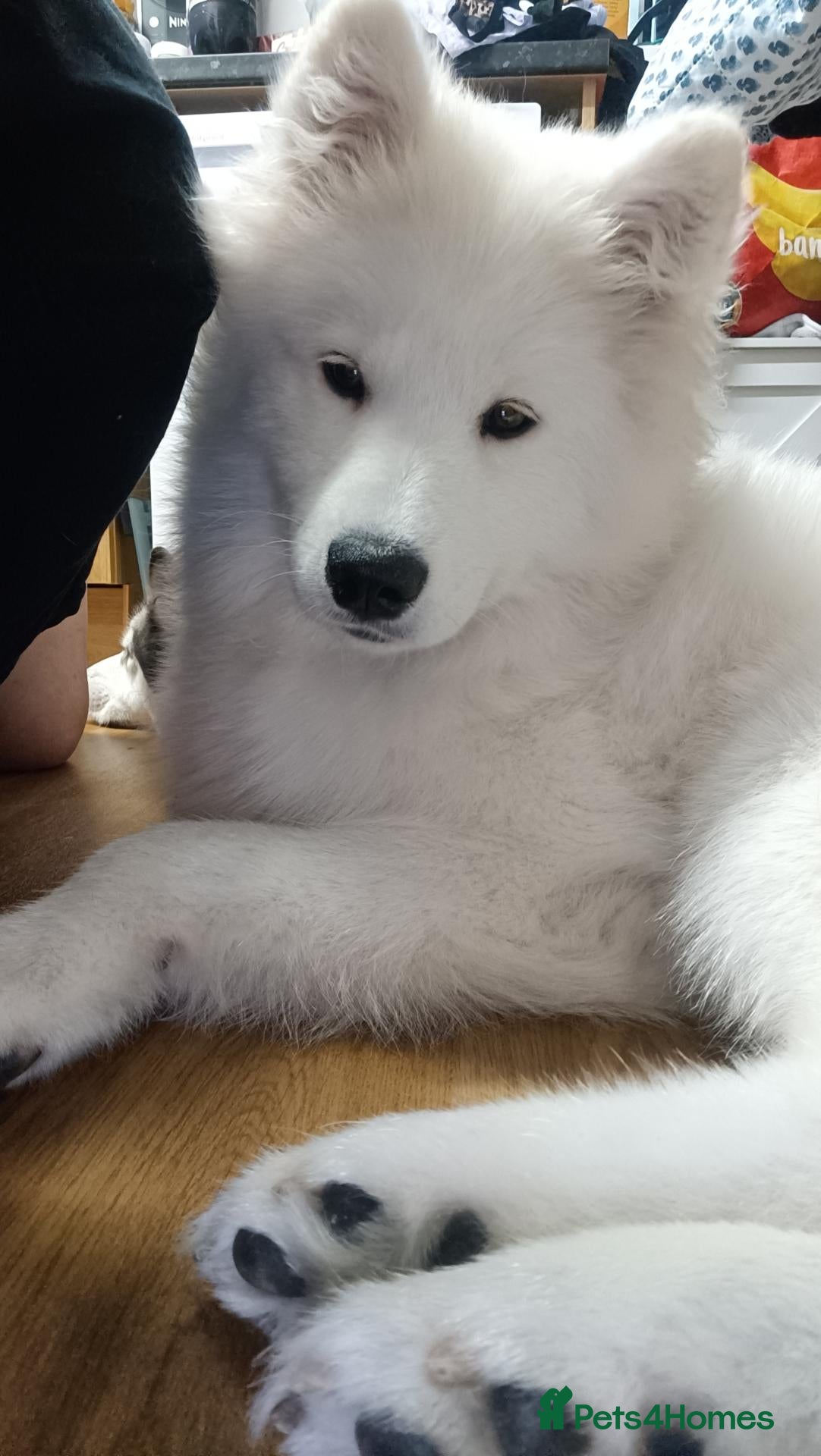 Samoyed dogs Samoyed puppy for rehoming - Advert 1