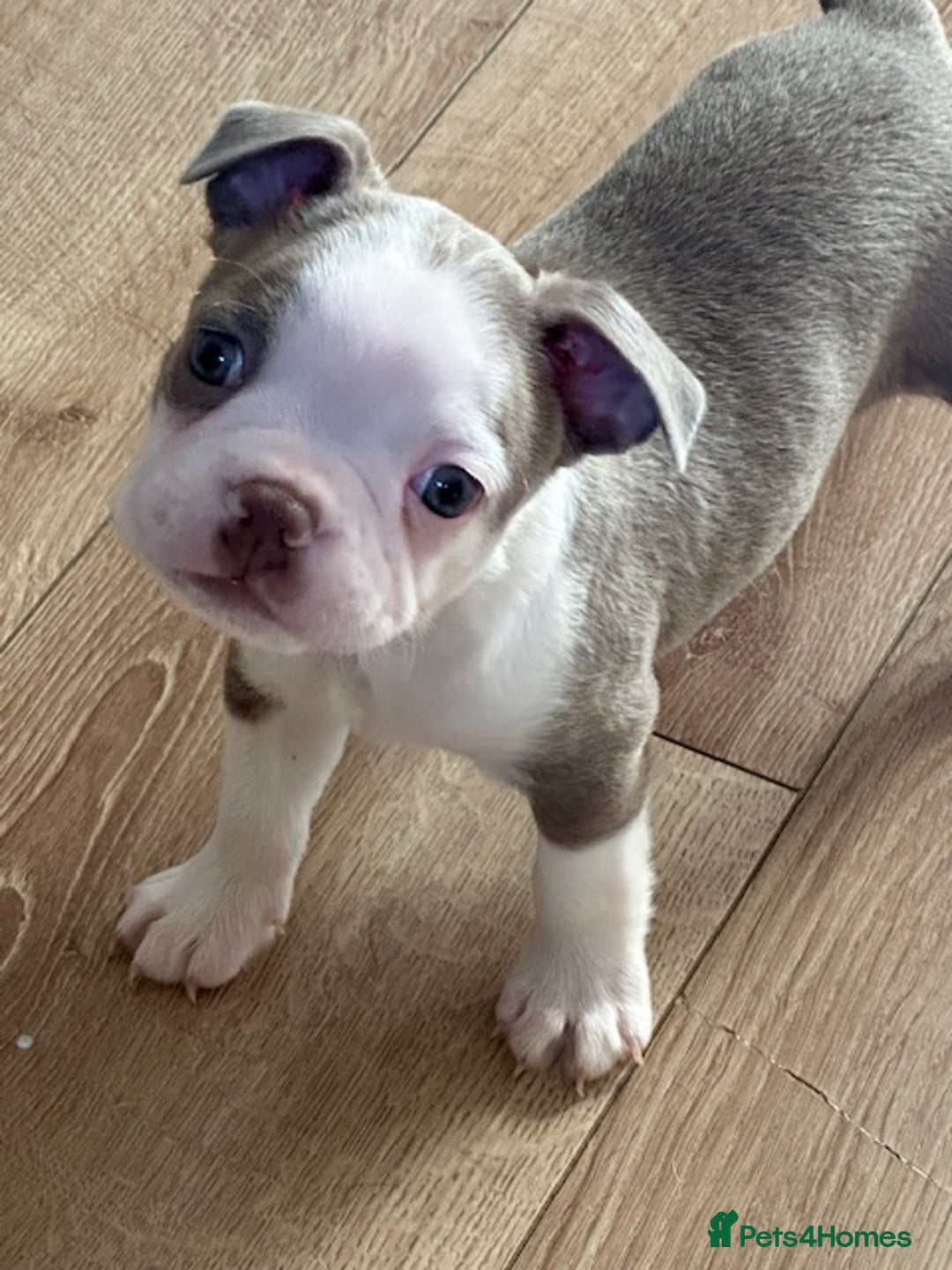 Boston Terrier dogs for sale: Adorable Boston Terrier Puppies – Kennel Club Reg - Image 9