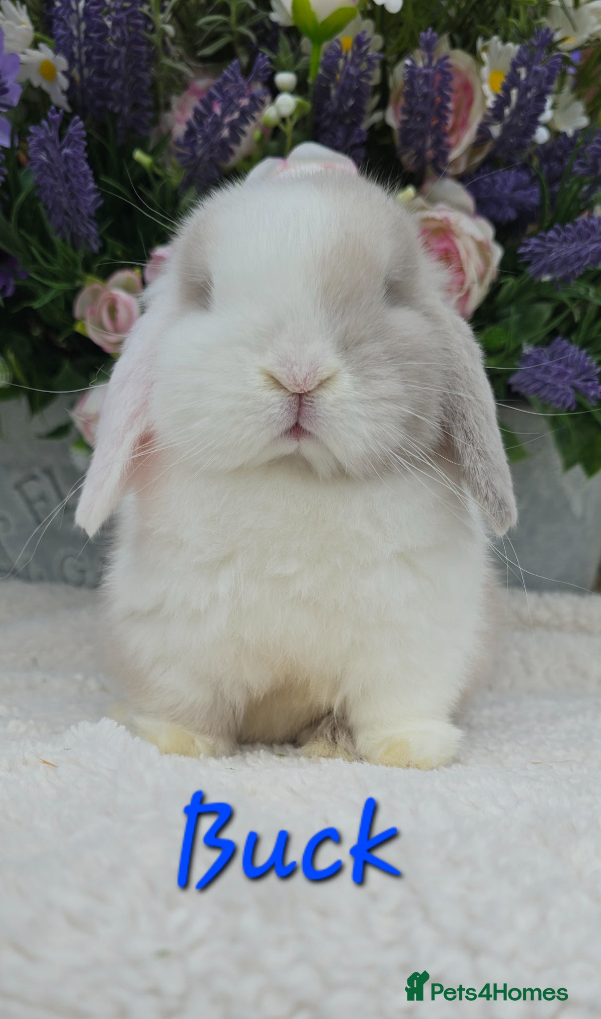 Mini Lop rabbits Beautiful quality mini lops - Advert 2