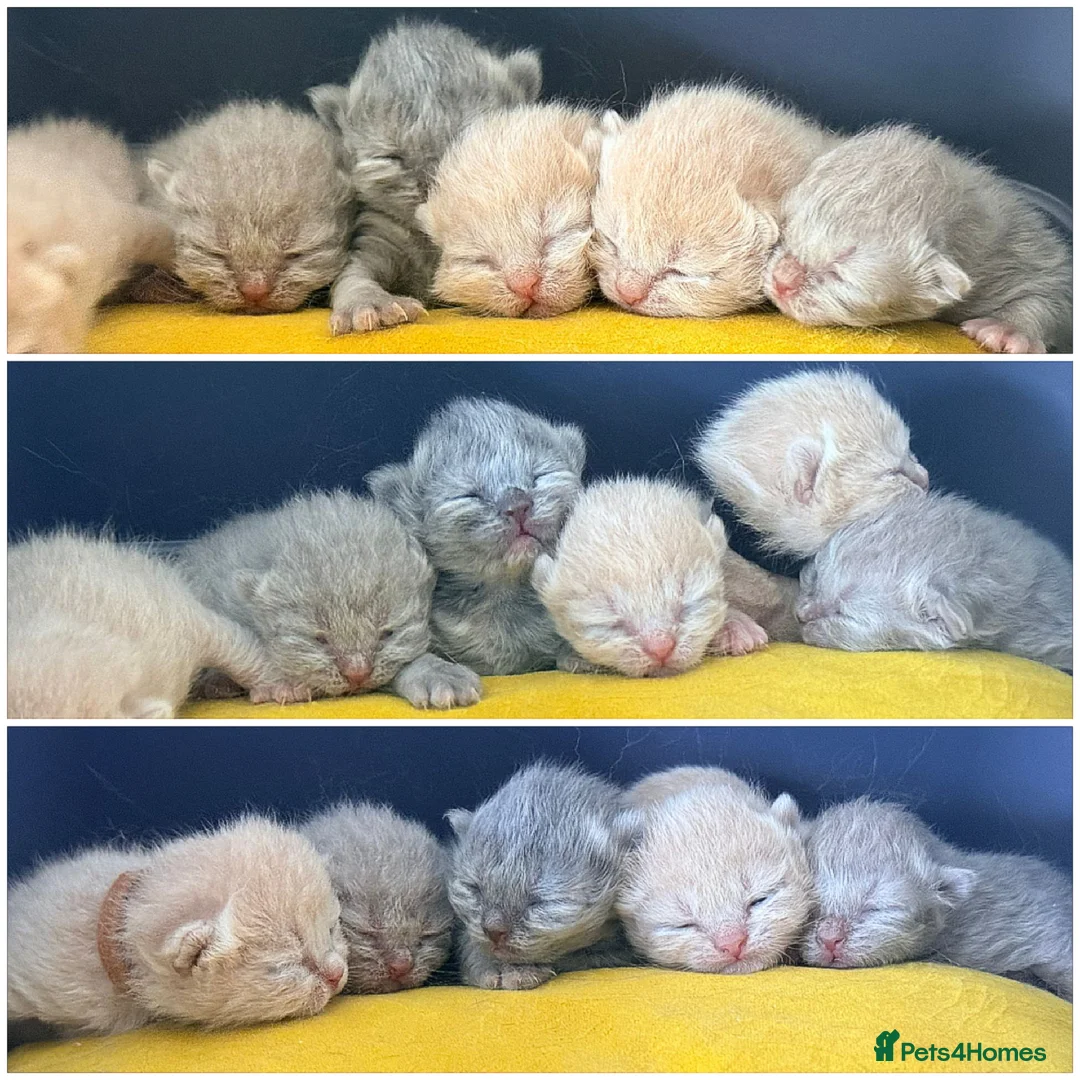 British Shorthair cats for sale: RARE Stunning BSH Cream Female for Sale  - Advert 1