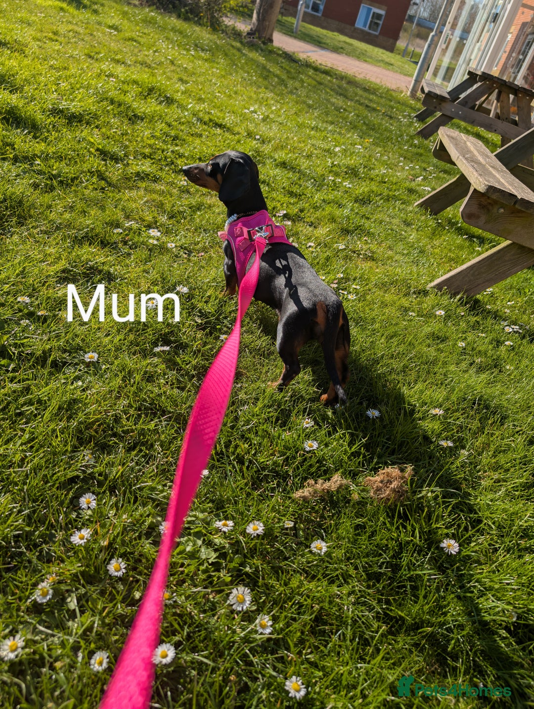 Miniature Dachshund dogs for sale: Tiny Miniature Dachshunds!! DNA CLEAR - Advert 7