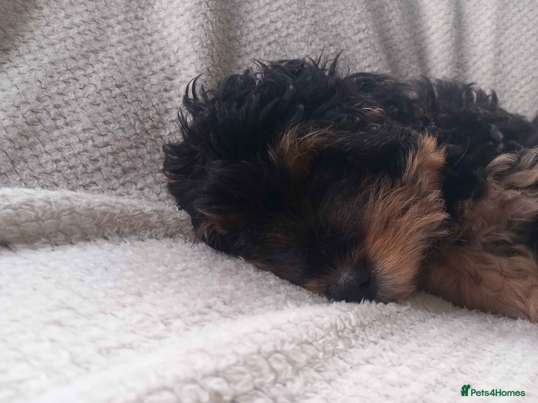 Shihpoo dogs for sale: Teddy Bear Shih Poo Girl – Super Fluffy  - Advert 6