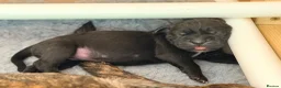 Cane Corso dogs for sale: LOCKDOWN KENNELS UK 2026 Health Tested Litter in Solihull - Advert 5