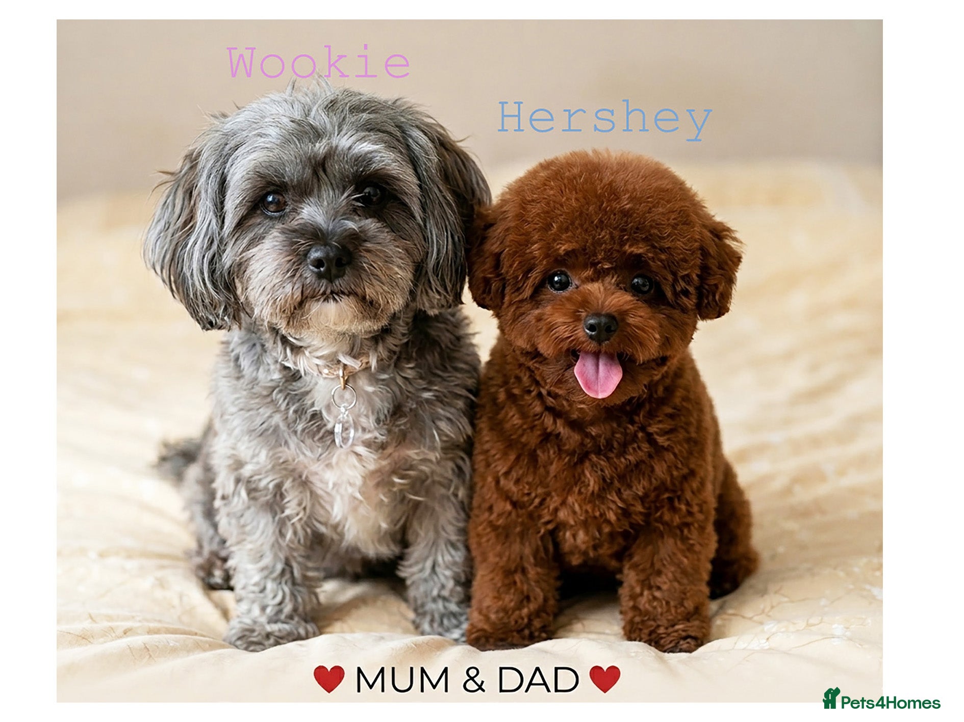 Maltipoo dogs Luxury Asian brown, tanned Toy Maltipoo Puppies❤️ - Advert 13