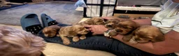 Cockapoo dogs for sale: 6 beautiful cockerpoo puppies 3 girls and 3 boys  in Saltash - Advert 9