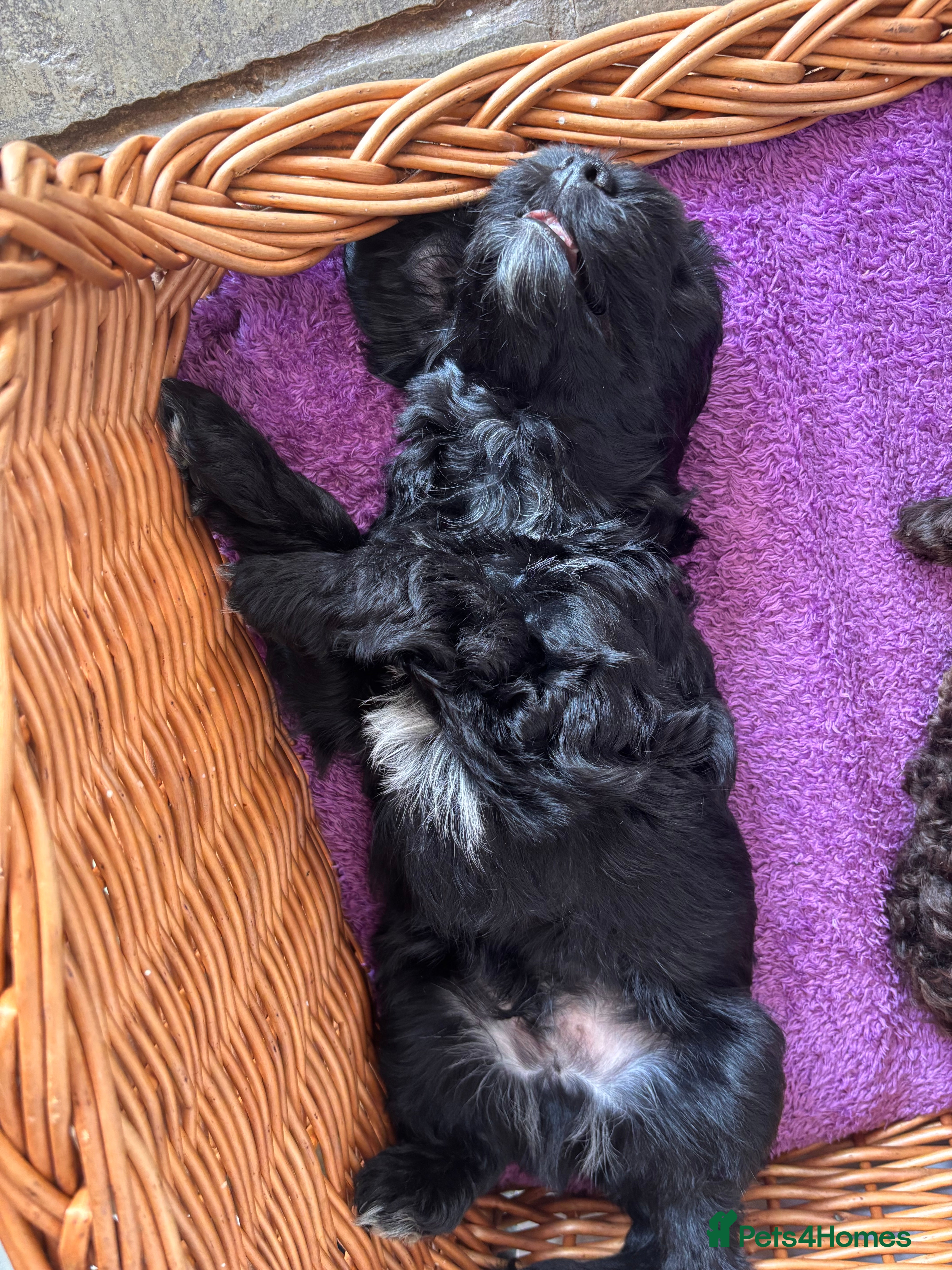 Cockapoo dogs Mini Cockapoo’s  - Advert 2