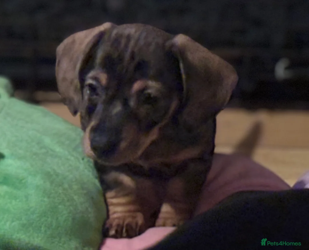 Dachshund dogs for sale: Stunning Sable Dapple Boy in Thetford - Advert 2