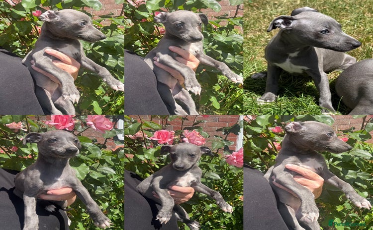 Whippet dogs - Advert 1