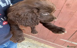 Cocker Spaniel dogs for sale: Cocker spaniel pups - Image 7