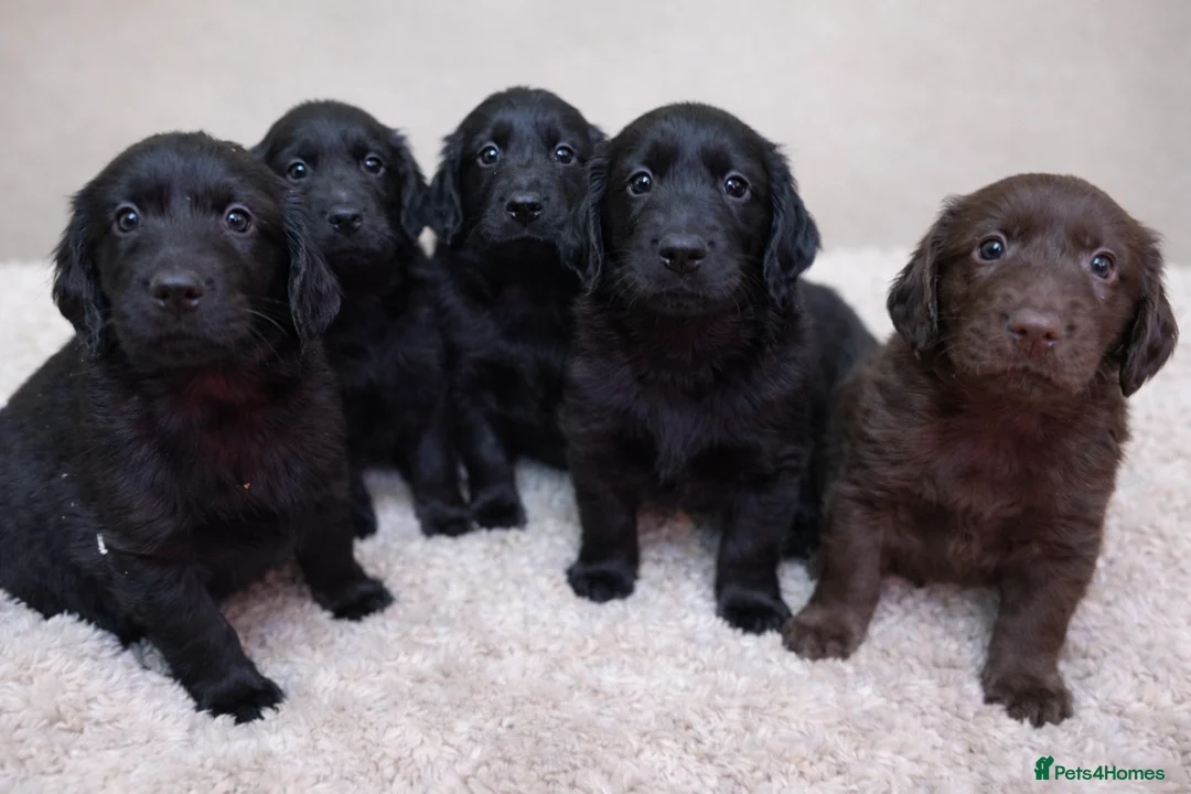 Flat coated Retriever dogs for sale: KC Flat Coated Retriever puppies  - Advert 1