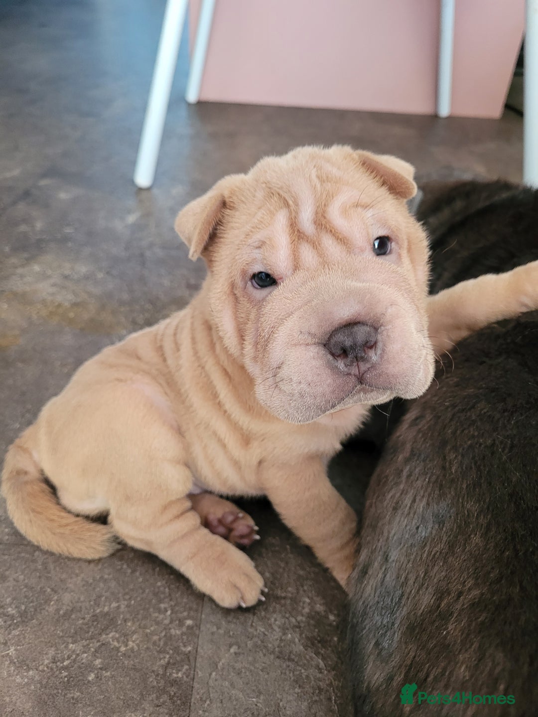 Shar Pei dogs for sale: Shar Pei Puppies - Ready 04/09/25 - Image 2