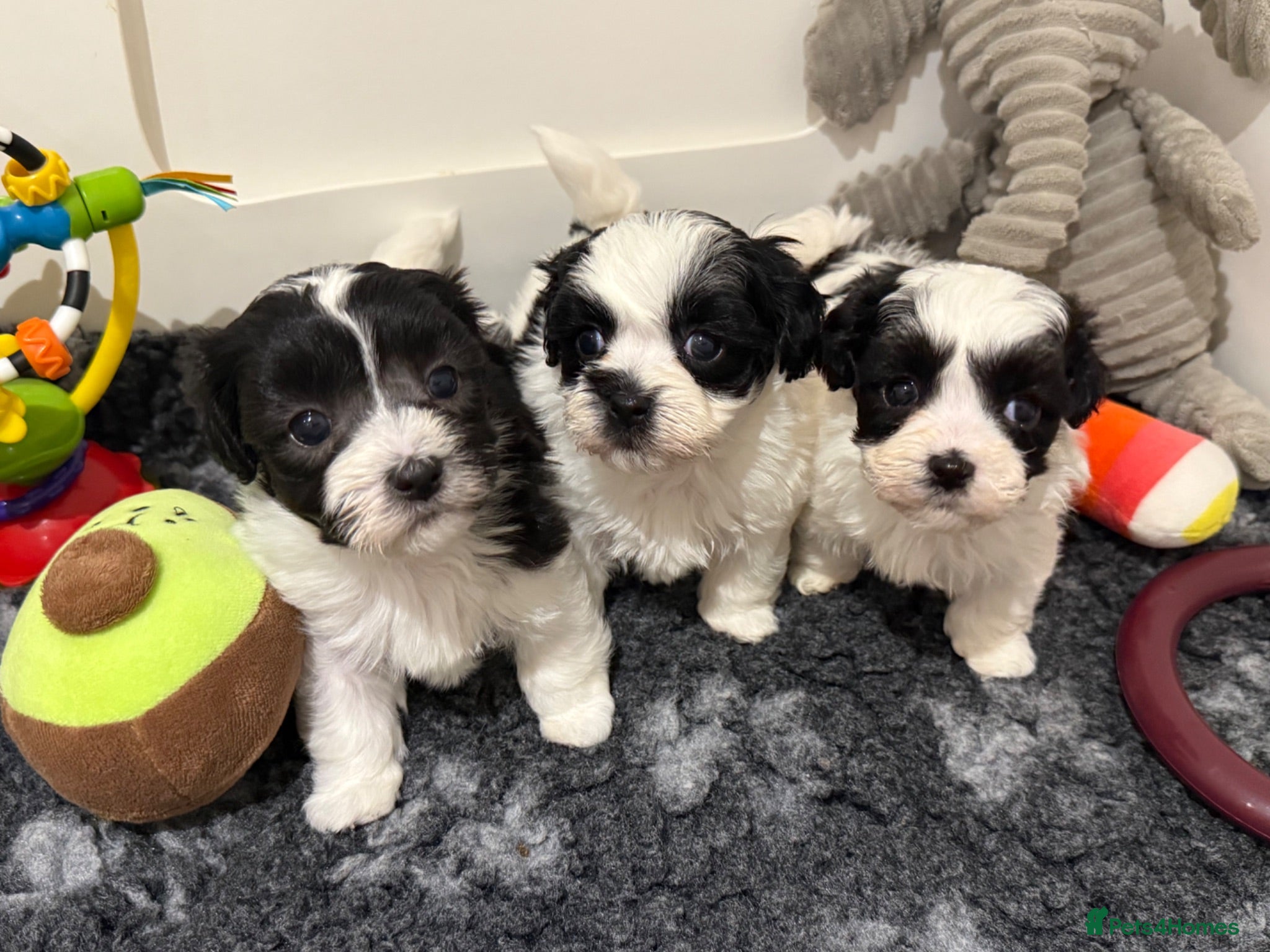 Maltipoo dogs 💎 OUTSTANDING TINY KOREAN MALTIPOOS 💎  - Advert 2