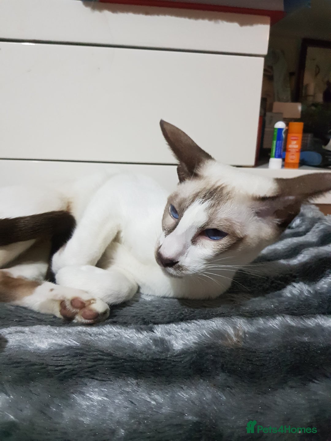 Oriental cats for sale: Oriental kittens - Advert 2