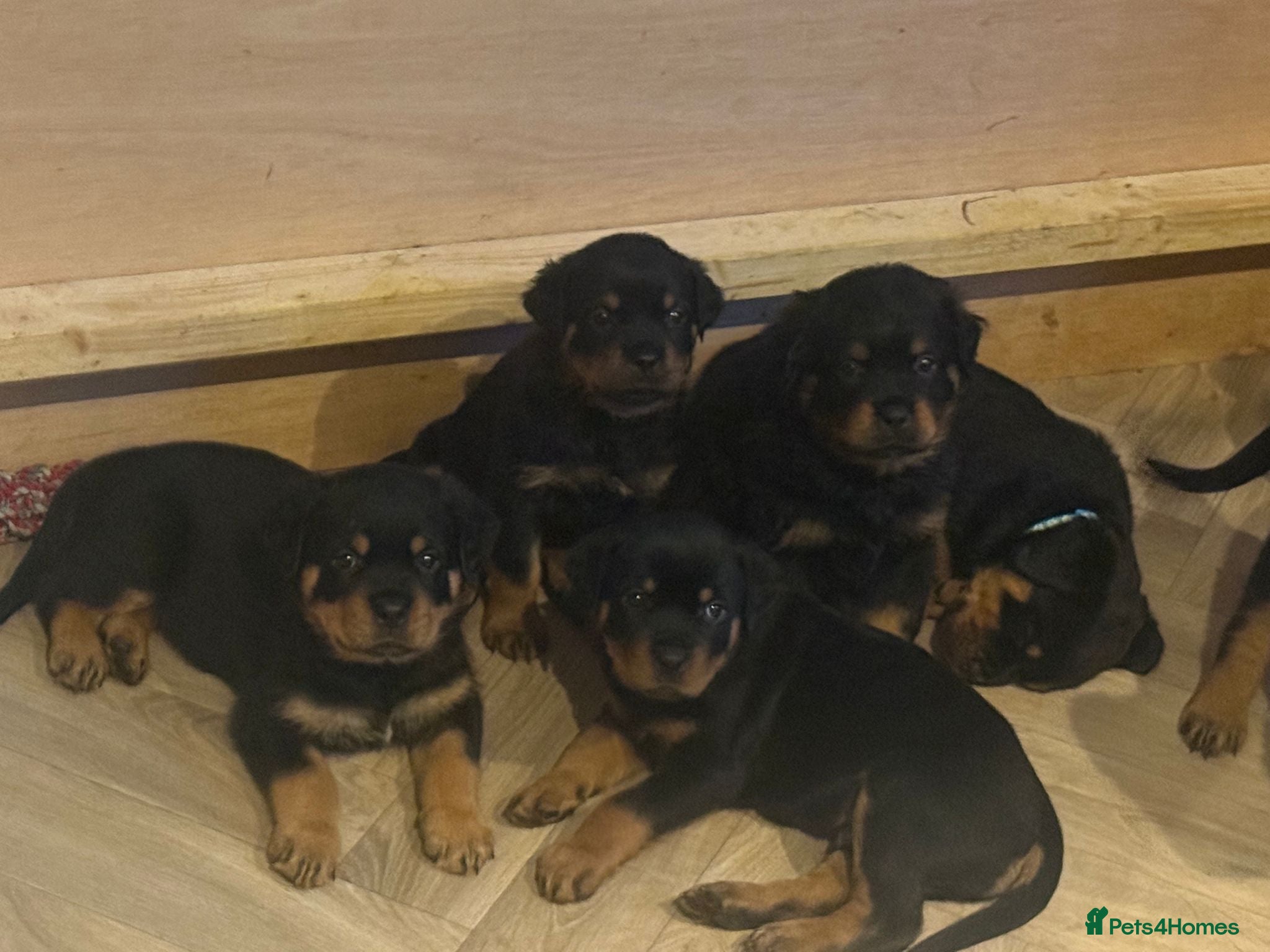 Rottweiler dogs Rottweiler puppies ready 17th june - Advert 1