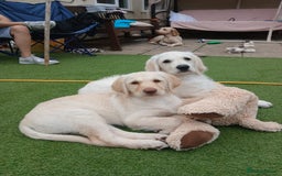 Labradoodle dogs for sale:  Unique,Exceptionally Bred F1 Labradoodles 🐾19/05 in Bristol - Image 2
