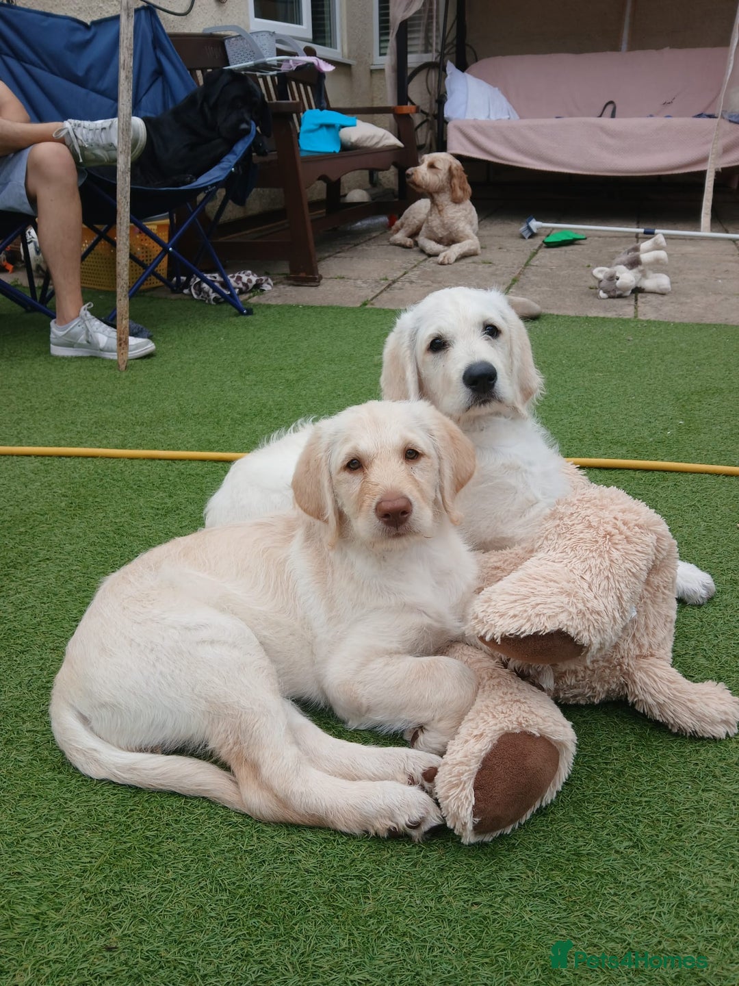 Labradoodle dogs for sale:  Unique,Exceptionally Bred F1 Labradoodles 🐾19/05 in Bristol - Image 2