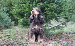 Cocker Spaniel dogs for sale: ✨ Sangriseo Show Cocker Spaniels Waiting List - Image 5