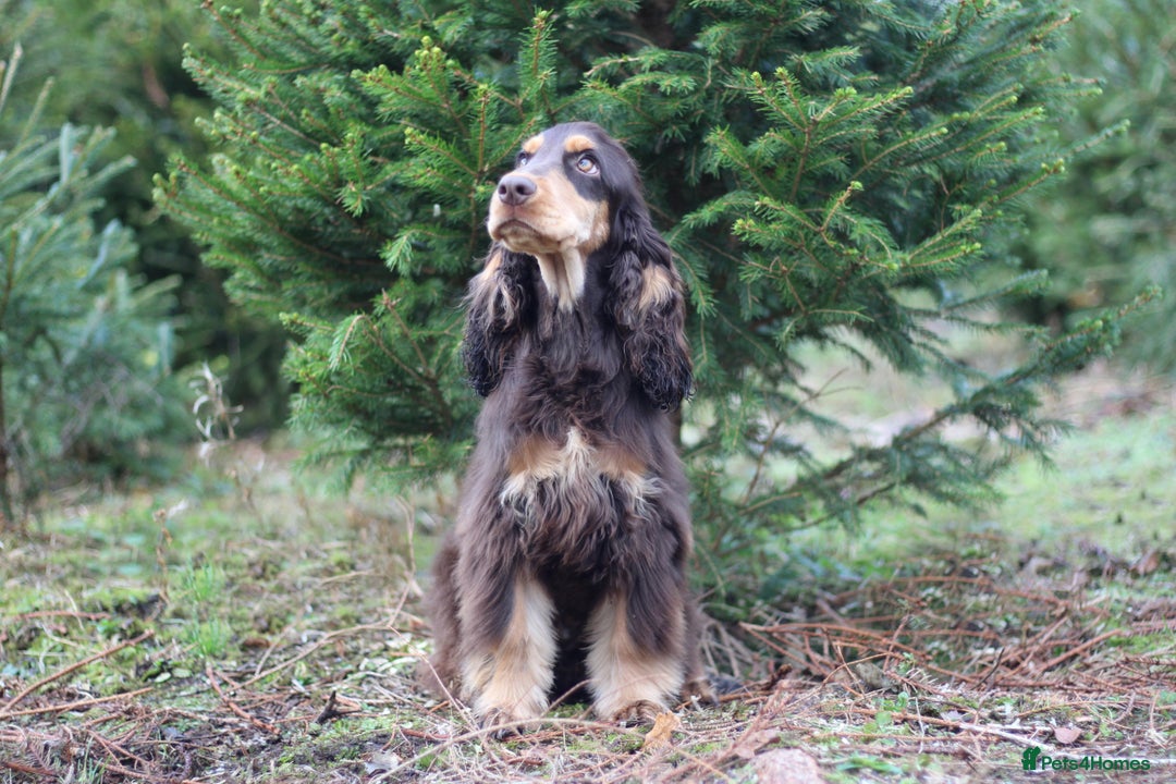 Cocker Spaniel dogs for sale: ✨ Sangriseo Show Cocker Spaniels Waiting List - Image 5