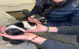 Akita dogs for sale: Beautiful American Akita Puppies  - Advert 27