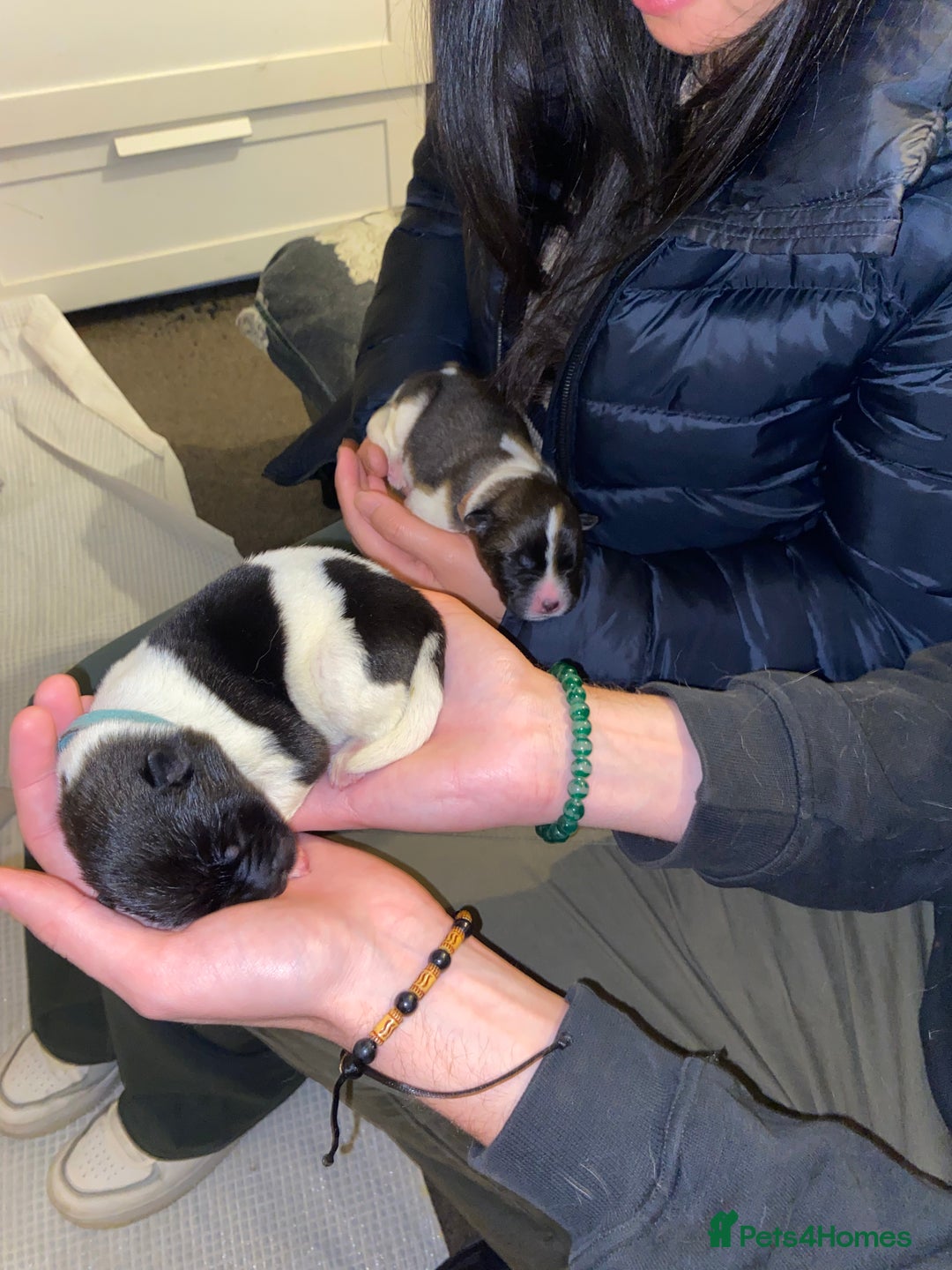 Akita dogs for sale: Beautiful American Akita Puppies  - Advert 27