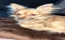 Mixed Breed dogs for sale: pomchi  - Image 2