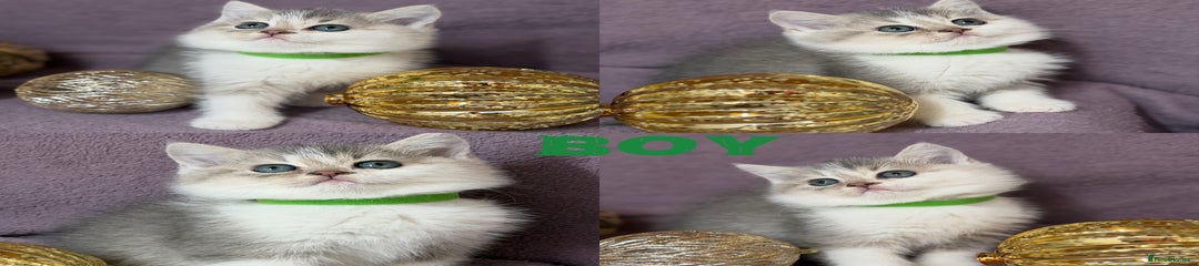 British Shorthair Kitten 2