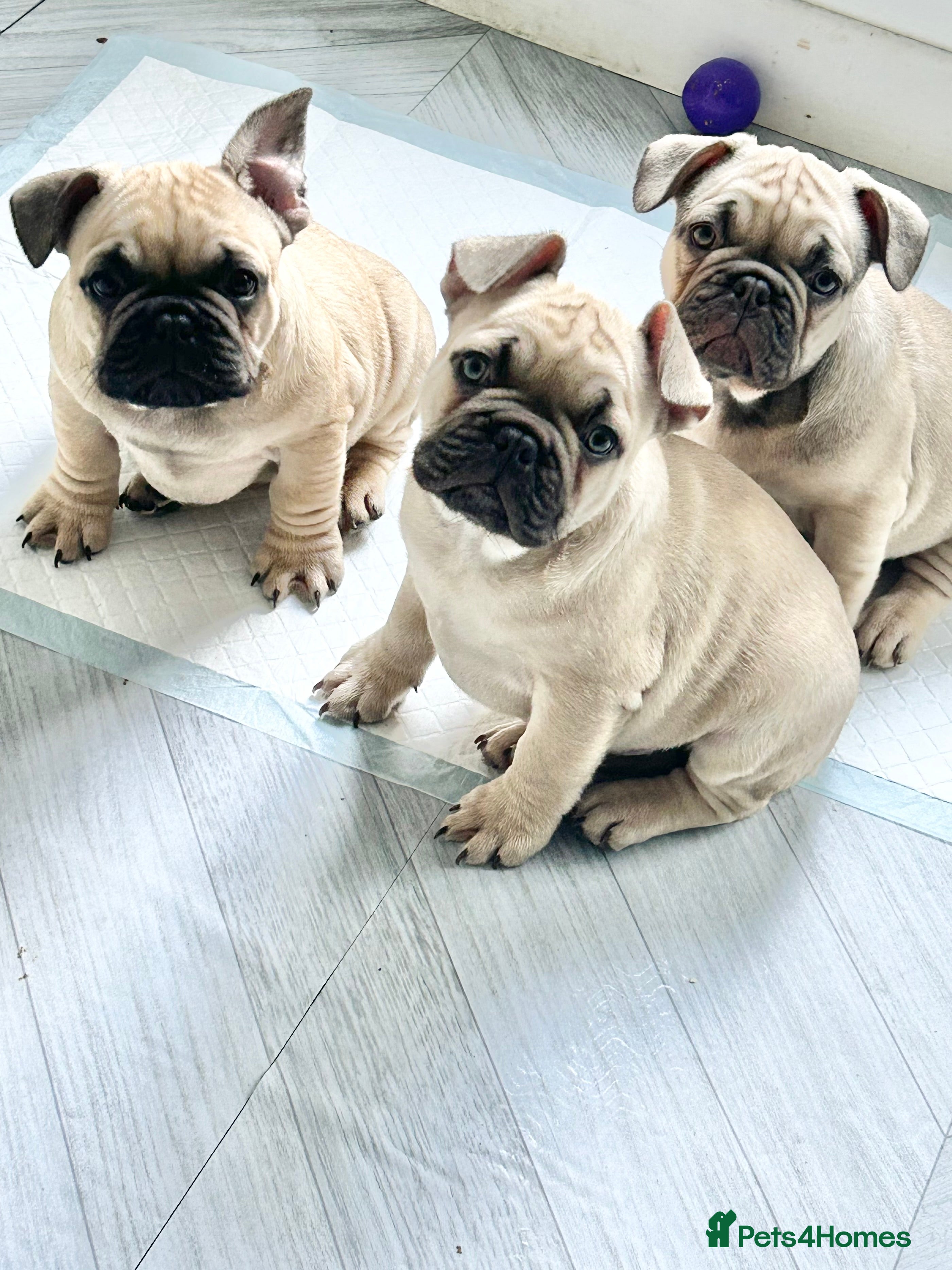 French Bulldog dogs French Bulldog Puppies - Fawn/Cream - Advert 18