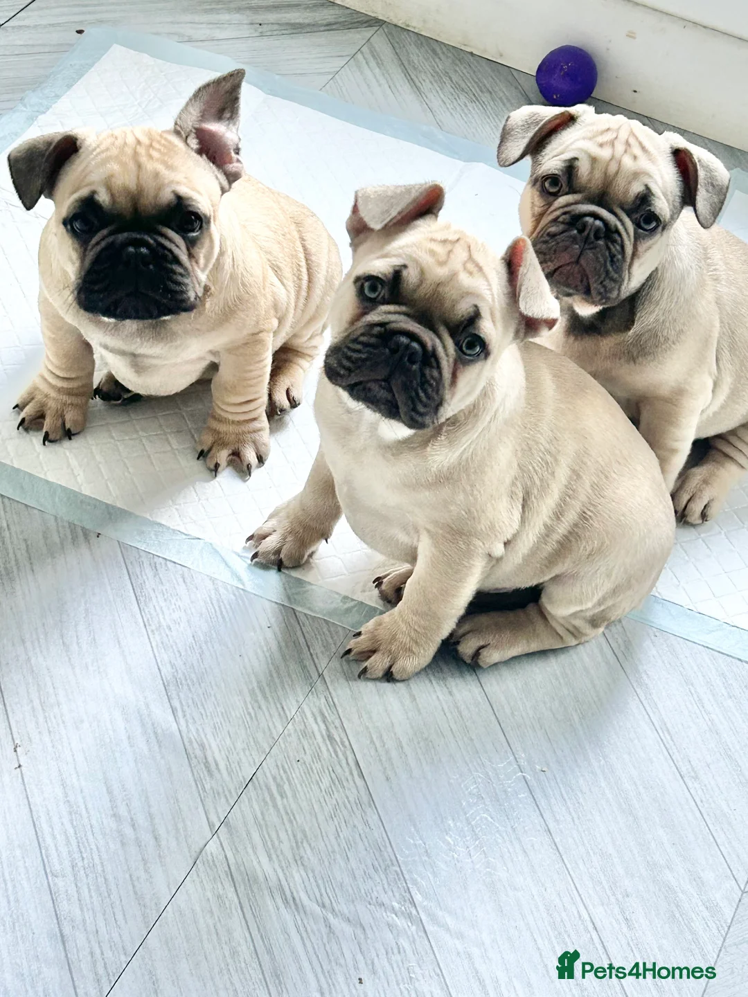 French Bulldog dogs for sale: French Bulldog Puppies - Fawn/Cream - Advert 2