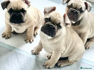 French Bulldog dogs French Bulldog Puppies - Fawn/Cream - Advert 18