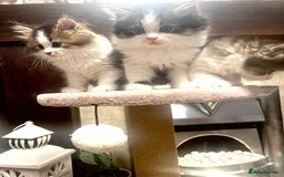 British Longhair cats for sale: British Longhair kittens mix - Advert 9