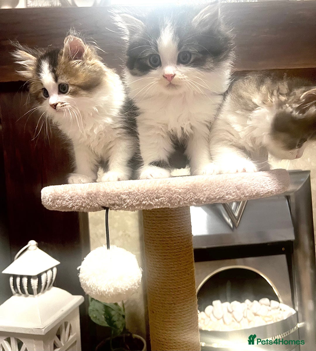 British Longhair cats for sale: British Longhair kittens mix - Advert 9