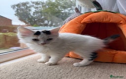 Mixed Breed cats for sale: Half Sphynx READY to Go 🩷 £200 - Image 2