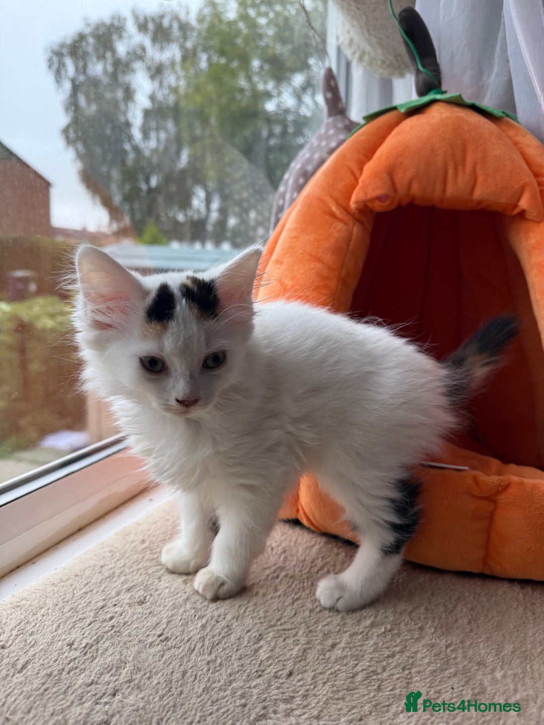 Mixed Breed cats for sale: Half Sphynx READY to Go 🩷 £200 - Image 2