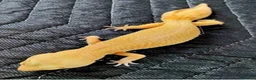 Leopard Gecko reptiles for sale: Gorgeous very tame leopard gecko  in Bristol - Advert 2