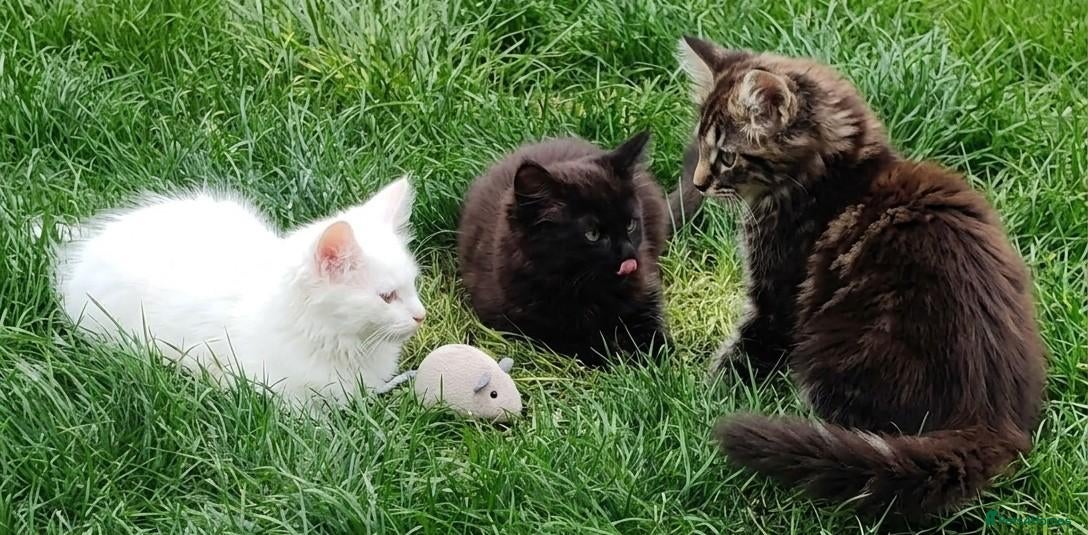 Mixed Breed cats Little cuties - Advert 1