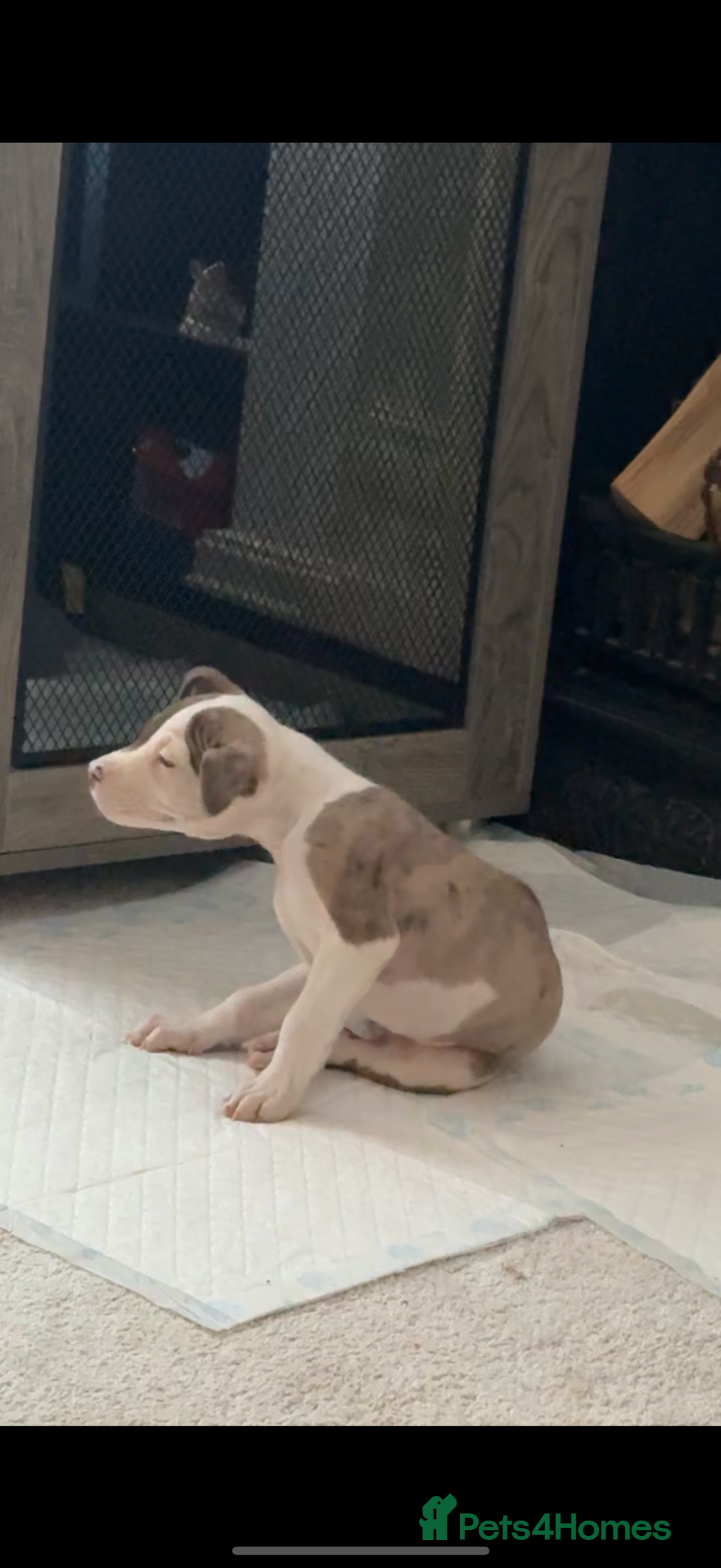 American Bulldog dogs for sale: American bulldog pups for sale  - Image 1
