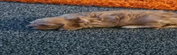 Mixed Breed dogs for sale: Beautiful puppy - Advert 4