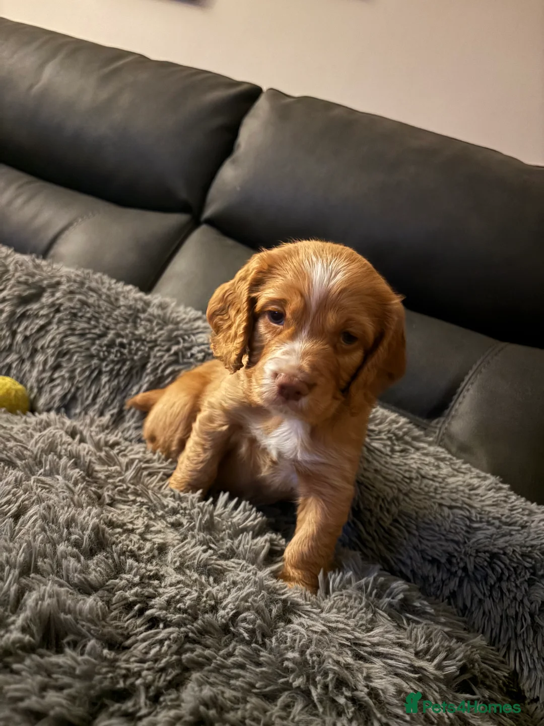 Cocker Spaniel dogs for sale: Male cocker spaniel  - Advert 5